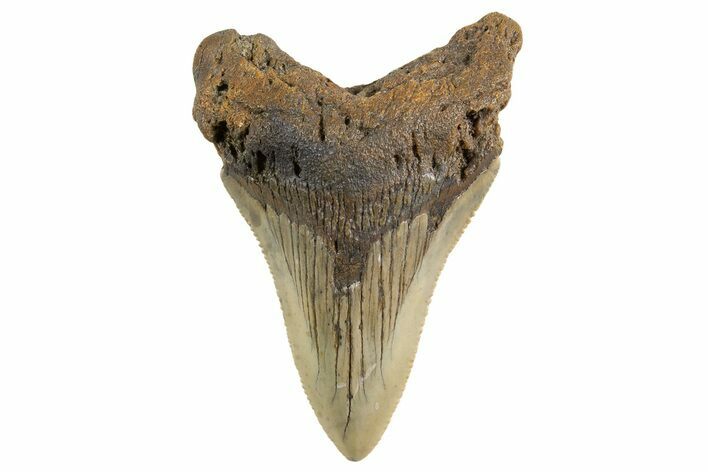 Serrated Fossil Megalodon Tooth - South Carolina #325234